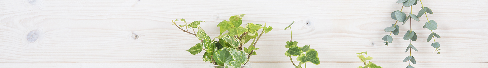 ノーススターホールディングス株式会社